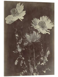 Acrylglasbild Blumenstillleben mit Mohnblumen - Charles Hippolyte Aubry