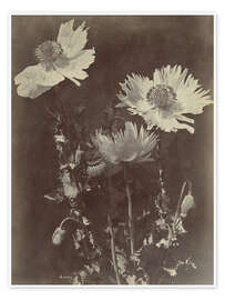Wandbild Blumenstillleben mit Mohnblumen - Charles Hippolyte Aubry