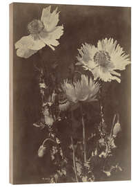 Holzbild Blumenstillleben mit Mohnblumen - Charles Hippolyte Aubry