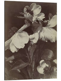 Alubild Blumenstillleben mit Pfingstrosen II - Charles Hippolyte Aubry