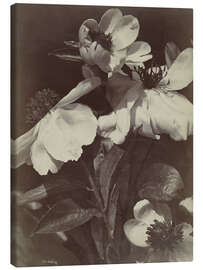 Leinwandbild Blumenstillleben mit Pfingstrosen II - Charles Hippolyte Aubry