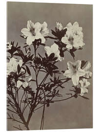 Acrylglasbild Blumenstillleben mit Azalee - Charles Hippolyte Aubry