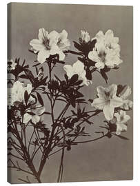 Leinwandbild Blumenstillleben mit Azalee - Charles Hippolyte Aubry