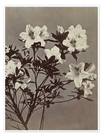 Wandbild Blumenstillleben mit Azalee - Charles Hippolyte Aubry