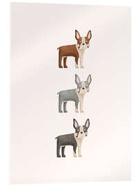 Acrylglasbild Drei Boston Terrier - Marta Munte