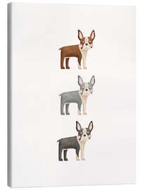 Leinwandbild Drei Boston Terrier - Marta Munte