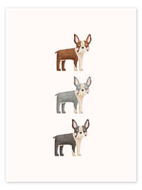 Wandbild Drei Boston Terrier - Marta Munte