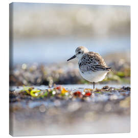 Tableau sur toile In Balance