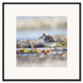 Gerahmter Kunstdruck Im Gleichgewicht