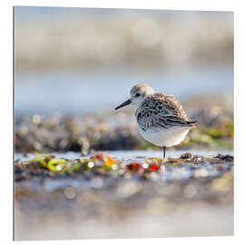 Gallery Print Im Gleichgewicht