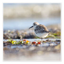 Poster Im Gleichgewicht