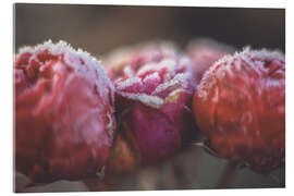 Acrylglasbild Romantische Bokeh Rosen - Martina Cross