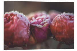Aluminium print Romantic bokeh roses - Martina Cross