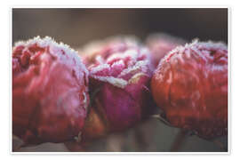 Wandbild Romantische Bokeh Rosen - Martina Cross