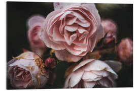 Acrylglasbild Romantische Vintage Rosen - Martina Cross