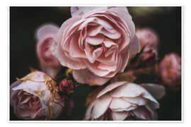 Wandbild Romantische Vintage Rosen - Martina Cross