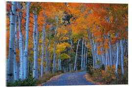 Acrylglasbild Espenstraße während des Herbsthöhepunkts - Martin Podt