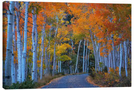 Leinwandbild Espenstraße während des Herbsthöhepunkts - Martin Podt