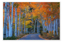 Wandbild Espenstraße während des Herbsthöhepunkts - Martin Podt