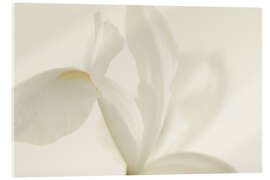 Acrylglasbild Weiße Irisblume II