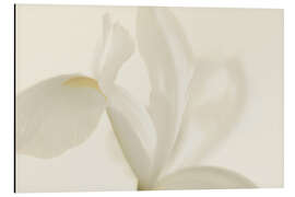 Aluminium print White Iris Flower II