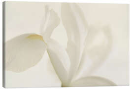Leinwandbild Weiße Irisblume II