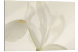 Quadro em plexi-alumínio White Iris Flower II