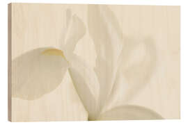 Holzbild Weiße Irisblume II