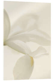 Acrylglasbild Weiße Irisblume I