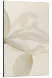 Tableau en aluminium White Iris Flower I