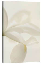 Leinwandbild Weiße Irisblume I