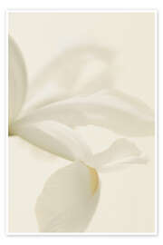 Wandbild Weiße Irisblume I