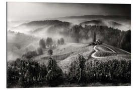 Alubild Weinberg in der Toskana