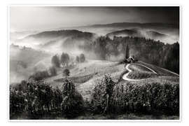 Poster Weinberg in der Toskana