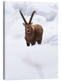 Leinwandbild Majestätischer Steinbock im Neuschnee - Marcel Gross