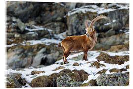 Acrylglasbild Majestätischer Steinbock im Winter - Marcel Gross