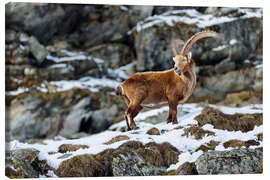 Leinwandbild Majestätischer Steinbock im Winter - Marcel Gross