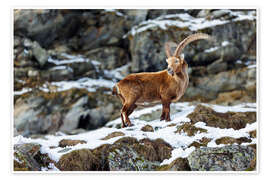 Wandbild Majestätischer Steinbock im Winter - Marcel Gross
