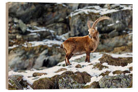 Holzbild Majestätischer Steinbock im Winter - Marcel Gross