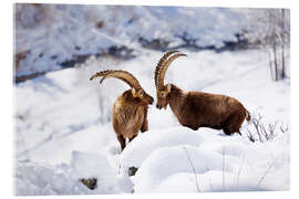Acrylglasbild Majestätische Steinböcke im Neuschnee - Marcel Gross