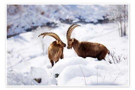 Wandbild Majestätische Steinböcke im Neuschnee - Marcel Gross