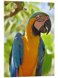 Acrylglasbild Wunderschöner Ara - GUGIGEI