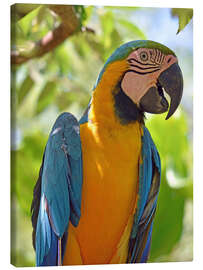 Tableau sur toile Beautiful macaw - GUGIGEI