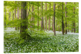 Acrylglasbild Frühlingswald mit Bärlauchteppich - Moqui, Daniela Beyer