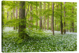 Leinwandbild Frühlingswald mit Bärlauchteppich - Moqui, Daniela Beyer