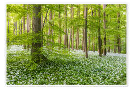 Wandbild Frühlingswald mit Bärlauchteppich - Moqui, Daniela Beyer