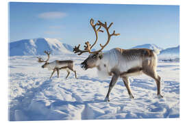 Acrylglasbild Rentiere in der Tundra Norwegens im Winter - Christian Müringer