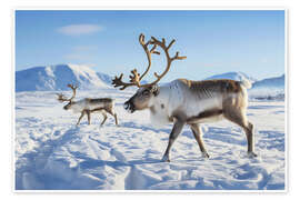 Wandbild Rentiere in der Tundra Norwegens im Winter - Christian Müringer