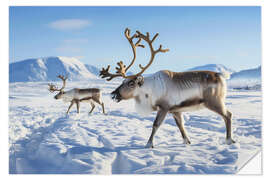 Wandsticker Rentiere in der Tundra Norwegens im Winter - Christian Müringer