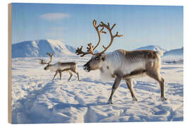 Holzbild Rentiere in der Tundra Norwegens im Winter - Christian Müringer
